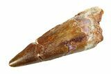 Fossil Spinosaurus Tooth - Real Dinosaur Tooth #351559-1